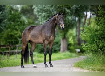 Anglo European Studbook, Stute, 4 Jahre, 165 cm, Dunkelbrauner