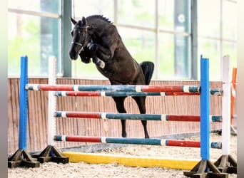 Anglo European Studbook, Stute, 4 Jahre, 168 cm, Rappe
