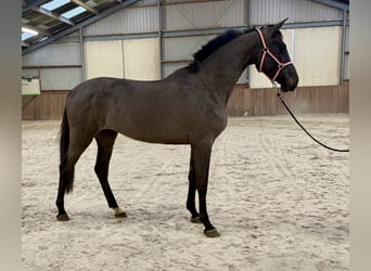 Anglo European Studbook, Stute, 4 Jahre, 169 cm, Schwarzbrauner