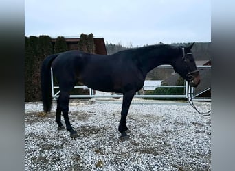 Anglo European Studbook, Stute, 4 Jahre, 170 cm, Dunkelbrauner