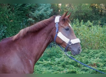 Anglo European Studbook, Stute, 5 Jahre, 163 cm, Fuchs