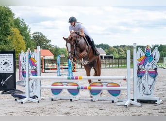 Anglo European Studbook, Stute, 5 Jahre, 164 cm, Fuchs