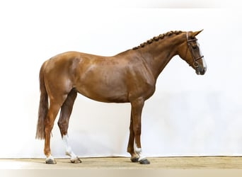 Anglo European Studbook, Stute, 5 Jahre, 166 cm, Fuchs