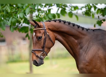 Anglo European Studbook, Stute, 6 Jahre, 158 cm, Brauner