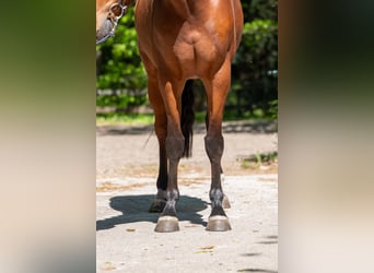 Anglo European Studbook, Stute, 6 Jahre, 163 cm, Brauner