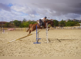 Anglo European Studbook, Stute, 6 Jahre, 163 cm, Fuchs