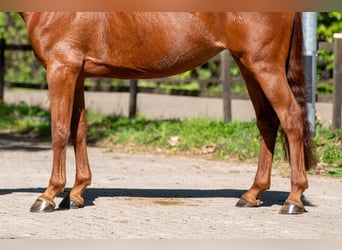 Anglo European Studbook, Stute, 6 Jahre, 165 cm, Fuchs