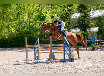 Anglo European Studbook, Stute, 6 Jahre, 165 cm, Fuchs