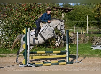 Anglo European Studbook, Stute, 6 Jahre, 170 cm, Apfelschimmel