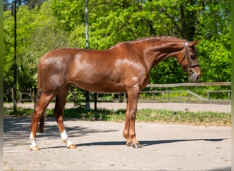 Anglo European Studbook, Stute, 6 Jahre, 170 cm, Fuchs
