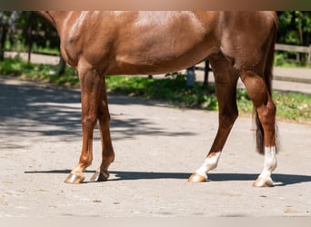 Anglo European Studbook, Stute, 6 Jahre, 170 cm, Fuchs