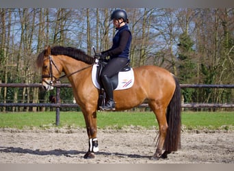 Anglo European Studbook, Stute, 7 Jahre, 145 cm, Brauner