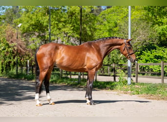 Anglo European Studbook, Stute, 7 Jahre, 165 cm, Brauner