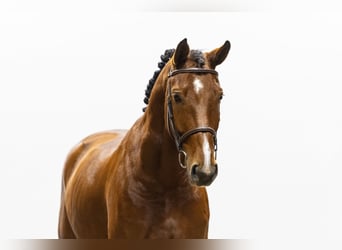 Anglo European Studbook, Stute, 7 Jahre, 169 cm, Brauner