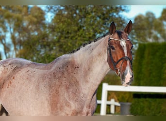 Anglo European Studbook, Stute, 7 Jahre, 170 cm