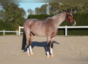 Anglo European Studbook, Stute, 7 Jahre, 170 cm