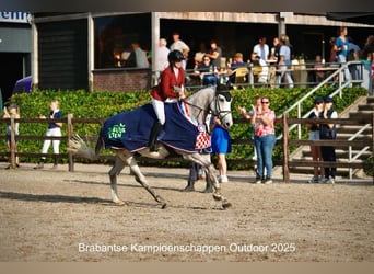Anglo European Studbook, Stute, 7 Jahre, 173 cm, Schimmel