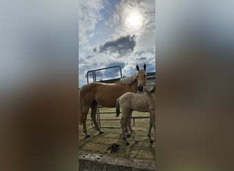 Anglo European Studbook, Stute, 8 Jahre, 165 cm, Palomino