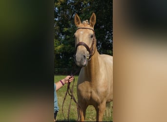 Anglo European Studbook, Stute, 9 Jahre, 165 cm, Palomino