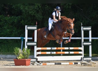 Anglo European Studbook, Stute, 9 Jahre, 175 cm, Dunkelfuchs