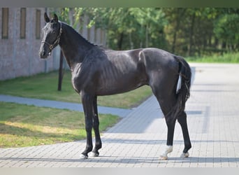 Anglo European Studbook, Wałach, 3 lat, 164 cm, Kara