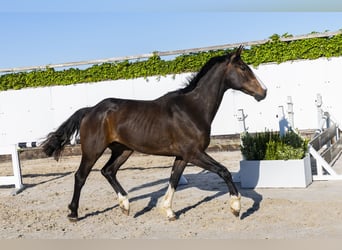 Anglo European Studbook, Wałach, 3 lat, 164 cm