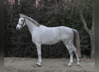 Anglo European Studbook, Wałach, 5 lat, 161 cm, Siwa