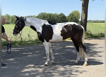 Anglo European Studbook, Wałach, 5 lat, 165 cm, Srokata