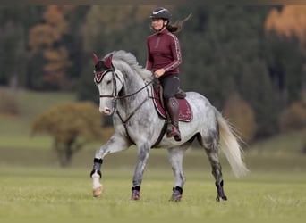 Anglo European Studbook, Wałach, 5 lat, 173 cm, Siwa jabłkowita