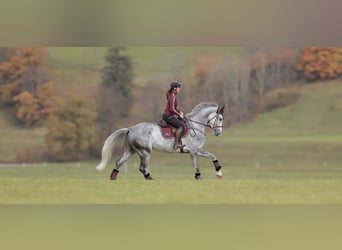 Anglo European Studbook, Wałach, 5 lat, 173 cm, Siwa jabłkowita