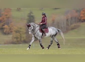 Anglo European Studbook, Wałach, 5 lat, 173 cm, Siwa jabłkowita