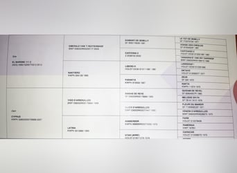 Anglo European Studbook, Wałach, 4 lat, 175 cm, Gniada