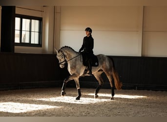 Anglo European Studbook, Wałach, 5 lat, 172 cm, Siwa jabłkowita