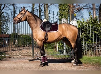 Anglo European Studbook, Wallach, 11 Jahre, 174 cm