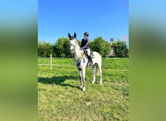 Anglo European Studbook, Wallach, 11 Jahre, 176 cm, Fliegenschimmel