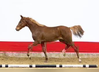 Anglo European Studbook, Wallach, 2 Jahre, 156 cm