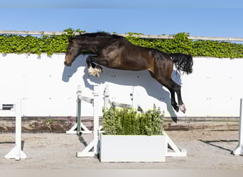 Anglo European Studbook, Wallach, 3 Jahre, 164 cm
