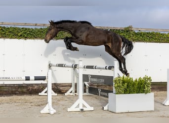 Anglo European Studbook, Wallach, 3 Jahre, 167 cm, Dunkelbrauner