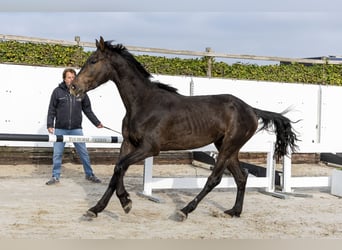 Anglo European Studbook, Wallach, 3 Jahre, 167 cm, Dunkelbrauner