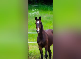 Anglo European Studbook, Wallach, 3 Jahre, 168 cm, Dunkelbrauner