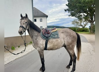 Anglo European Studbook, Wallach, 4 Jahre, 160 cm