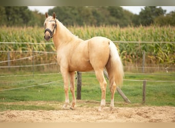 Anglo European Studbook, Wallach, 4 Jahre, 162 cm, Palomino