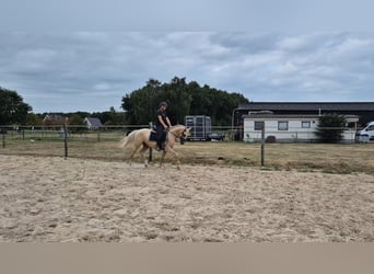 Anglo European Studbook, Wallach, 4 Jahre, 162 cm, Palomino