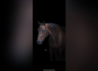 Anglo European Studbook, Wallach, 4 Jahre, 163 cm, Dunkelbrauner