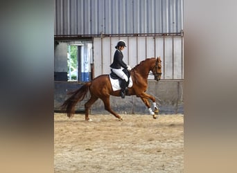 Anglo European Studbook, Wallach, 4 Jahre, 165 cm, Rotfuchs
