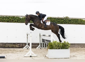 Anglo European Studbook, Wallach, 4 Jahre, 165 cm