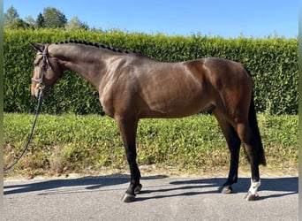 Anglo European Studbook, Wallach, 4 Jahre, 169 cm, Dunkelbrauner