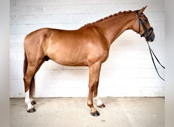 Anglo European Studbook, Wallach, 4 Jahre, 173 cm