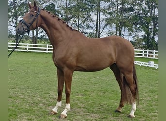 Anglo European Studbook, Wallach, 4 Jahre, 175 cm