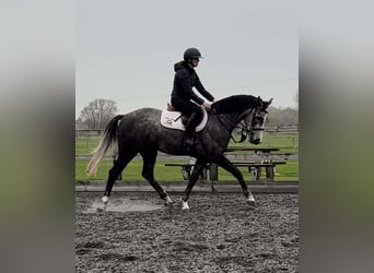 Anglo European Studbook, Wallach, 5 Jahre, 160 cm, Schimmel